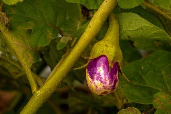 Brinjal